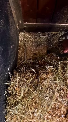 Horse Stall Cleaning System That Actually Works