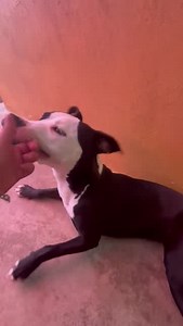 🏡✨ Spread some holiday cheer by helping Quinn find her forever home! 🎄❤️ Let's make this year truly magical for her. Share this post and let's find Quinn the love and warmth she deserves before 2022 arrives! 🏡✨ #SpreadLove #QuinnsForeverHome #FindHerAHome Hi, my name is Quinn. I am approximately 11 months old and weigh 36 pounds. I was brought to Paws4you as a stray. I'm a friendly, happy pup. I am affectionate and enjoy a good belly rub. I have lots of energy and love to run and play fetch! 