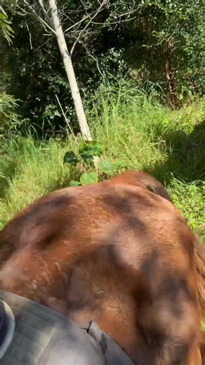 Horse riding Byron Bay | Pegasus Park Equestrian Centre | Facebook