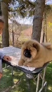 276K views · 5.1K reactions | I wish to kiss you  Cre: IG @chowchow_blue_mystery ➡ Feel free to send us photos/videos of your fur babies or join our group to be featured on our Page ❤️ | Chow Chow Overload | Facebook