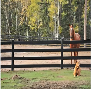 [Hot Item] Black Steel Farm Metal Yard Fence Panel for Security Ranch Fence