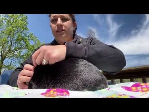 Indiana 4-H Rabbit Health Check Demonstration