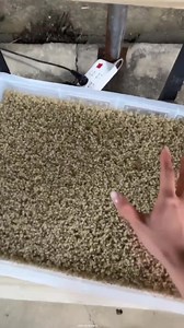 Chinese farming mini crabs with paddy crops #facts #foryoupageシ #reels #trending | lost of science