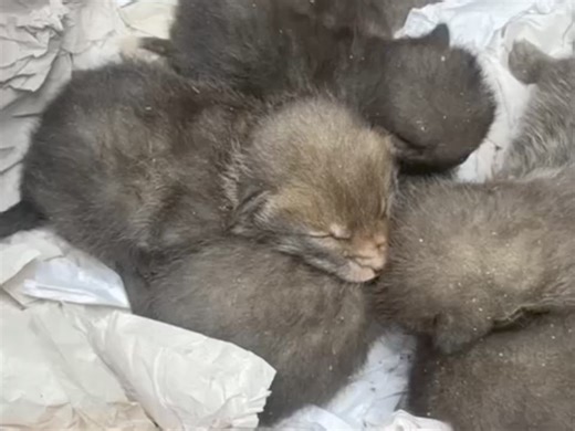 This isn't just any old Good Friday, this is a WAF feel-good Friday!🥳 Earlier this week, we received a call about five fox cubs that were discovered during a decking removal. All five cubs were in good health, a sign that mum had been caring for them well, before the disturbance. We advised the caller to stop work, place the cubs in a cardboard box with a covered hot water bottle, all in the hopes that mum would return, collect the cubs, and relocate them to her back-up den. We are delighted th
