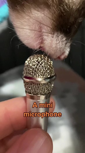 Ferret Daddy on TikTok