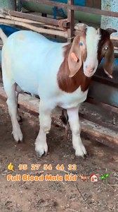 18 reactions | Outstanding Quality Full Blood Boer Male Kid 酪 95 27 54 44 33 #excelagrosolution #excelagro #livestockcare #sustainablefarming #goatfarming #goatcare #goats #goatfarmingtraining #goatdiseases #boergoats #fullbloodboergoat | Excel Agro Solution | Facebook
