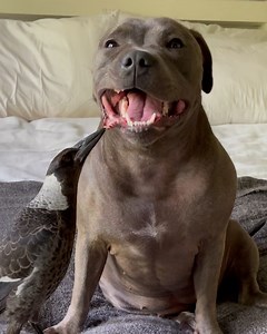 25K views · 3.2K reactions | Peggy , what have been you been eating ? Have you been eating something sweet ? | Peggy and Molly | Facebook