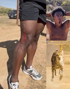 ¡¡POR ALGO ES EL MEJOR STREAMER DEL MUNDO!! iShowSpeed compitió contra un guepardo en su gira por África y estuvo a nada de quedar empate. El streamer antes de iniciar su carrera fue rasguñado por dicho animal y aun así realizo el reto. INCREIBLE. #fblifestyle #viral #reels #stream #news | BAD