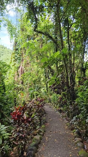 Can you spot fellow travelers? 🌴 #waterfall #trail #pohnpei #travelaroundtheworld | Alex AK