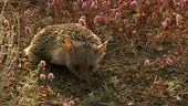 The long-eared hedgehog . Differs from the usual hedgehog by the...