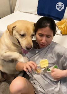 Labrador desperately wants an ice lolly | Gorgeous