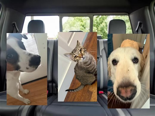 #CapCut they’re vibing