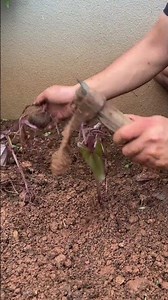 How to Plant Taro at Home for a Bountiful Harvest | Rural Gardening Tips.