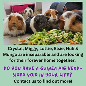 2.6K views · 35 reactions | Do you have a Guinea-Pig-Herd-shaped hole in your life? Crystal, Miggy, Lottie, Elsie, Huli & Mungo are a very bonded herd of piggies and are looking for their forever home together  https://animalsindistress.uk.com/animal/miggy-group-of-6/ #guineapigherd #rescueguineapigs #adoptdontshop Music: Best friend - J-Man and Keith | Animals in Distress - Torbay & Westcountry | Facebook