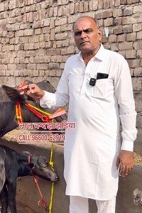 Buy Top-Notch Gems Today ✅ 14 to 17 Liter Milk Yield Heifers 🏆 Buffalo For Sale 😱 Kisan Dairy Far...