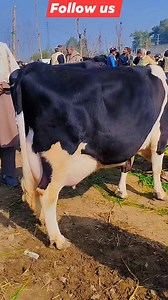 50K views · 2.8K reactions | Top Quality Heighest Milking Cow on...