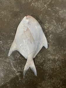 Fresh Pomfret Fish, For Cooking, Food, Human Consumption, Variety : Promfret at Rs 650 in Gir Somnath