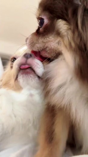 Dogs Showing Unconditional Love: Heartwarming Moments Together
