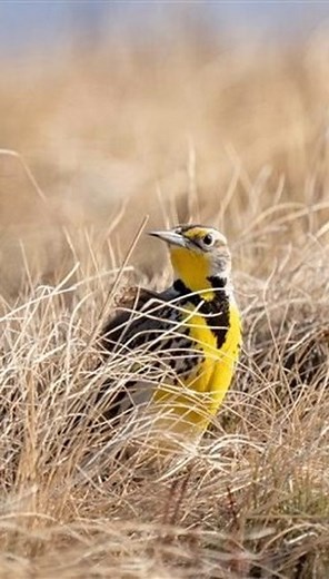 1.8K views · 124 reactions | Nature Conservancy of Canada / Conservation de la nature Canada on Reels | Facebook