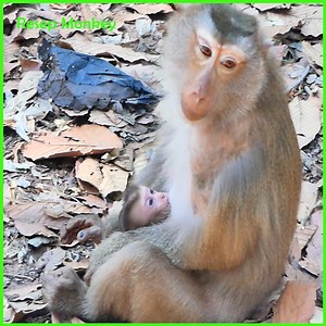 2.7K views · 297 reactions | Shocking and Heartbreaking! Crazy Mom Monkey Attacks Her Baby | RESEP Monkey | Facebook