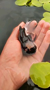 🔥ORANDA PANDA🔥 #goldfish #goldfishkeeper #oranda #ranchu #ranchugoldfish #goldfishworld #fishofinstagram #telescopegoldfish #aquariumsdaily #fishtanksofinstagram #japanesetattoo #goldfishofinstagram #goldfishjunkie #fish #fishofinstagram #goldfishtank #goldfishaddict #fancygoldfish #fancygoldfishkeeper #koi #nishikigoi #fishpond #fishporn #aquarium #aquascape #fishcommunity #fishfarm #costarica 🇨🇷😎💪🏽 @ Goldfish Union Costa Rica | Goldfish Union Costa Rica