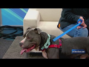 Pet of the Week: Beemer, Humane Society of Schuyler County