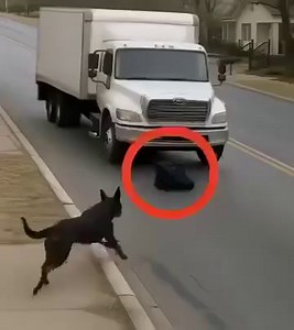 A dog suddenly ran out onto the road and was nearly hit by a truck: When the driver got out of the vehicle, he was shocked to discover why the dog had done that. 😱😱 It was just a regular morning. The sun had only begun to rise over the horizon, casting a soft golden light over the country road. A long-haul truck driver was hurrying to deliver his cargo on time — a long route lay ahead, and the clock was ticking mercilessly. The engine hummed steadily, the wheels gripped the asphalt, when sudde