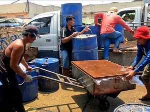 Transporting Fish by Truck l Activities Fish Market And Wet Market l Cambodian Fish Market #fishing #market #Cambodia #phnompenh #rosrorn | Ros Rorn - រស់ រ៉ន