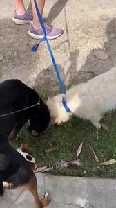 Future DIBS pup Dina! | DIBS Rescue