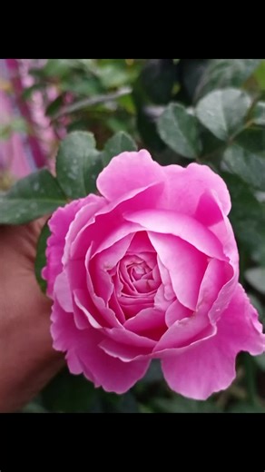 rinduumakmlg on TikTok