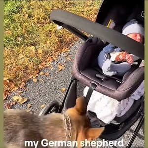 39K views · 2.8K reactions | When Huge German Shepherd Becomes Nanny for His Baby | Whispers in the Dark | Facebook