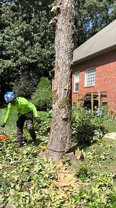 197K views · 854 reactions | Felling an oak with my stihl 500i #fyp #arborist #chainsawman #stihl #skill #howto #climber #tree #treework #work #logger #tree-011 | Daily Cut | Facebook