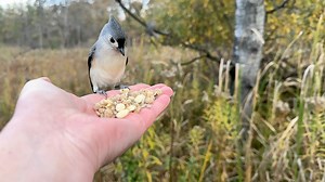 Tufted Titmice, White-breasted Nuthatches, and a Black-capped Chickadee visit the Hand of Snacks. | Jocelyn Anderson Photography