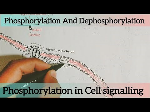 Phosphorylation And DePhosphorylation General Understanding