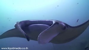 2023 Scuba Diving Guide to Komodo Island: Unearth the Underwater Paradise