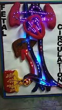 fetal circulation