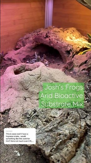 Bioactive Hognose Snake Substrate! 🪴🐍 #reptiles #zenhabitats #pets #snakeenclosure