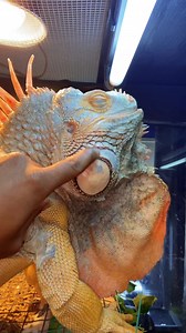 90K views · 5.5K reactions |   Unwrap an early gift from Rocket! Big cheek (jowl) shed #animal #asmr #oddlysatisfying #fyp #pet | Rocket The Iggy | Facebook