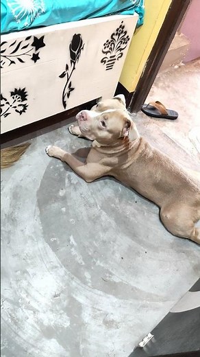 dog save his mother smartly 🫶❤️#animallife #pitbull #like #subscribe #support