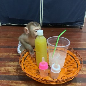 6.7K views · 183 reactions | Today mother buys cane juice for her baby monkey to drink | Monkey ROJO | Facebook