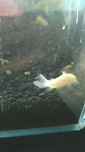 Albino cory at R85ea | Fantasea Aquarium and Pet | Facebook