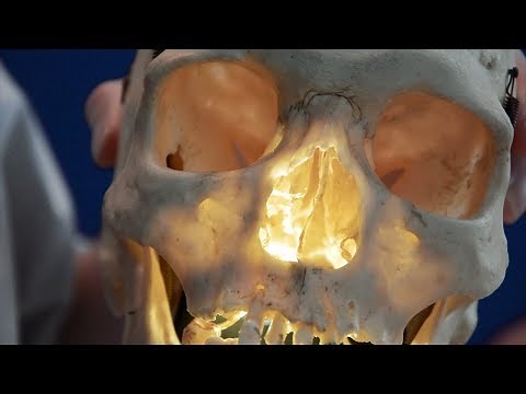 Paranasal air sinuses