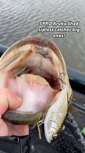 The @spro.usa Aruku Shad Lipless is a very effective option for big prespawn largemouth! . #FishUSA #AmericasTackleShop #SPRO #Prespawn #Bass #BassFishing | FishUSA