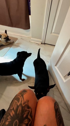 “Every morning like clockwork 🐾 my little shadow squad escorts me straight to the bathroom. No privacy, just love. 💕🚪😂 #ShadowPups #VelcroDogs #DogMomLife” | Jackie Baird Nunley