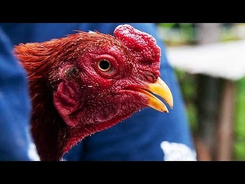 New York Cockfighting Rescue