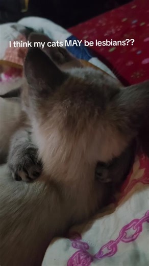 Lesbian Cats: Siamese Twins Sharing Love