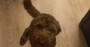 Miniature Cockapoo for sale in Wakefield | Pets4Homes