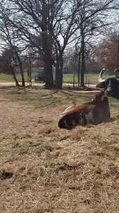 6.9K views · 52 reactions | Nothing better than a ride thru our Safari | Franklin Drive Thru Safari | Facebook