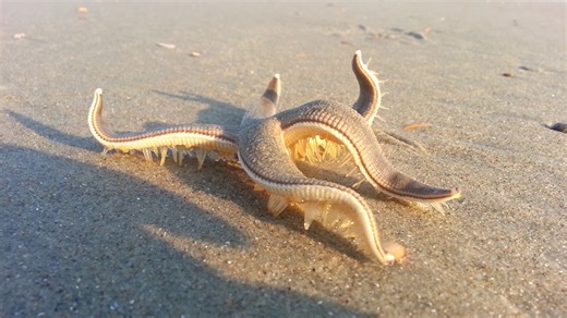 Starfish walking slowly along beach.