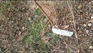 7.6K views · 211 reactions | Dear friends thank you very much for your support and love for our Nursery and Page. Now KIWI PLANTS of latest varieties are available besides all other varieties like Plum,Apple, Apricot, Nectarine, Pomegranate, Persimmon and others. Please contact:7006302900/7006829174. | Hi-Five Agro Skills | Facebook